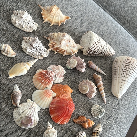 Assorted Seashell Collection - Natural Tones - Picture 1 of 4